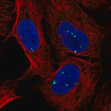 Anti-INTS7 antibody produced in rabbit Prestige Antibodies&#174; Powered by Atlas Antibodies, affinity isolated antibody