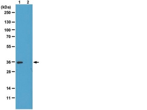 Anti-phospho-Histone H1 Antibody, clone 12D11 culture supernatant, clone 12D11, from mouse