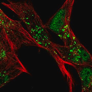 Anti-SLC16A6 antibody produced in rabbit Prestige Antibodies&#174; Powered by Atlas Antibodies, affinity isolated antibody