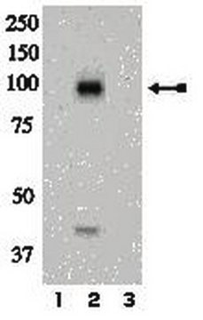 Anti-phospho-IR (Tyr972) Antibody Upstate&#174;, from rabbit