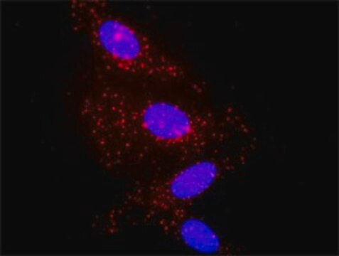 Monoclonal Anti-A2M antibody produced in mouse clone 2B5, purified immunoglobulin, buffered aqueous solution