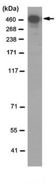 Anti-DNA-PKcs Antibody, clone 3A9.1 clone 3A9.1, from mouse