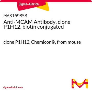 Anti-MCAM Antibody, clone P1H12, biotin conjugated clone P1H12, Chemicon&#174;, from mouse