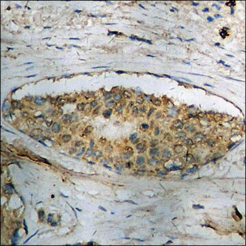 Anti-phospho-STAT1 (pTyr701) antibody produced in rabbit affinity isolated antibody