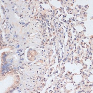 Anti-Phospho-STAT1-S727 antibody produced in rabbit