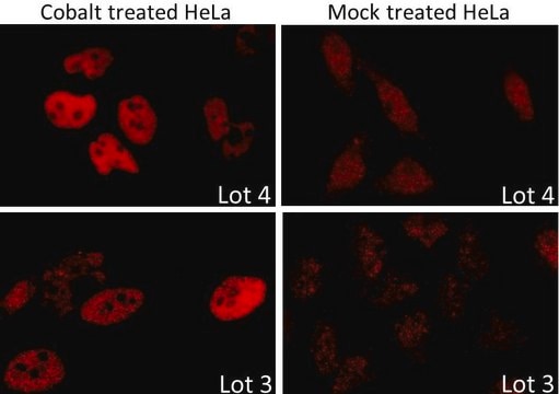 Rabbit anti-HIF1-alpha Antibody, Affinity Purified Powered by Bethyl Laboratories, Inc.