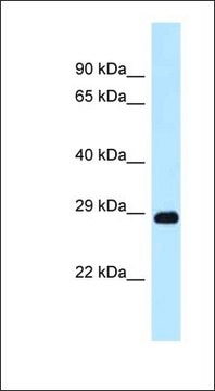 Anti-DRAM1 antibody produced in rabbit affinity isolated antibody