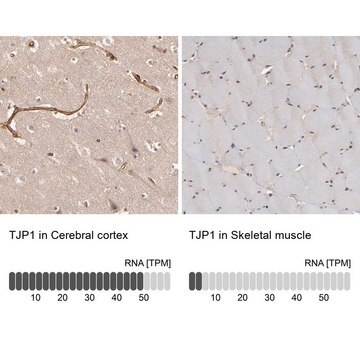 Anti-TJP1 antibody produced in rabbit Ab2, Prestige Antibodies&#174; Powered by Atlas Antibodies, affinity isolated antibody, buffered aqueous glycerol solution