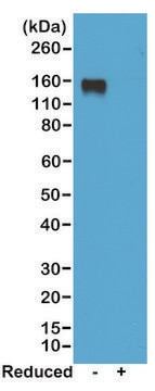 Anti-Mouse IgG2a antibody, Rabbit monoclonal recombinant, expressed in HEK 293 cells, clone RM219, purified immunoglobulin