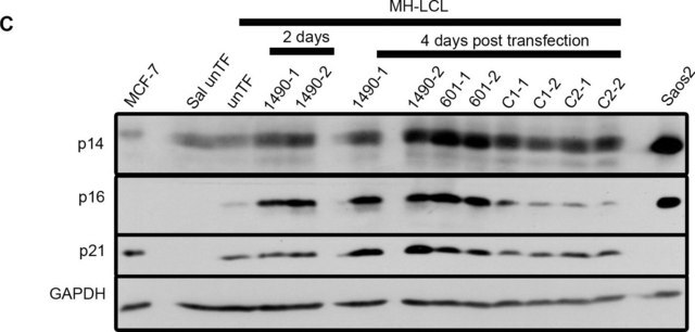 Anti-p16 Antibody, clone D25 clone D25, Chemicon&#174;, from mouse