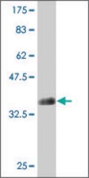 Monoclonal Anti-ATP11B antibody produced in mouse clone 4H8, purified immunoglobulin, buffered aqueous solution