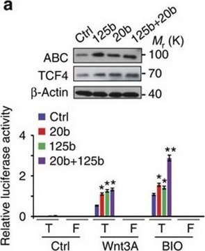 Anti-TCF-4 Antibody, clone 6H5-3 clone 6H5-3, Upstate&#174;, from mouse