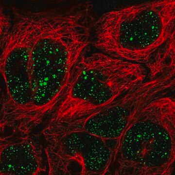 Anti-MED7 antibody produced in rabbit Prestige Antibodies&#174; Powered by Atlas Antibodies, affinity isolated antibody