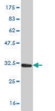 Monoclonal Anti-PLP1 antibody produced in mouse clone 4H8, purified immunoglobulin, buffered aqueous solution