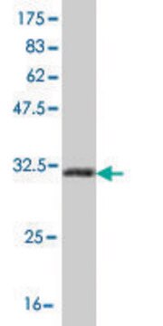 ANTI-HOXB7 antibody produced in mouse clone 3F3, purified immunoglobulin, buffered aqueous solution