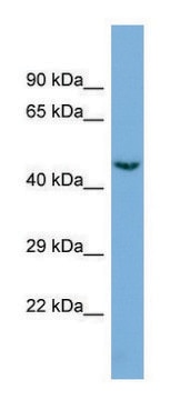 Anti-CDK19 (C-terminal) antibody produced in rabbit affinity isolated antibody