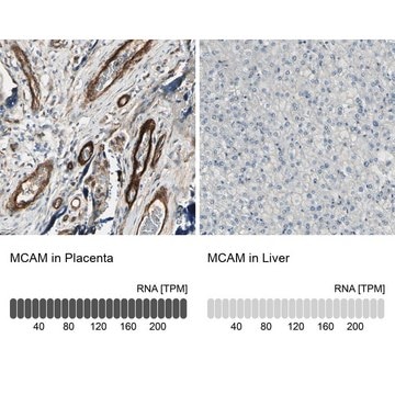 Anti-MCAM antibody produced in rabbit Prestige Antibodies&#174; Powered by Atlas Antibodies, affinity isolated antibody, buffered aqueous glycerol solution