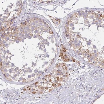 Anti-TMEM219 antibody produced in rabbit Prestige Antibodies&#174; Powered by Atlas Antibodies, affinity isolated antibody, buffered aqueous glycerol solution