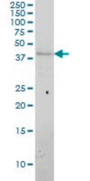 Monoclonal Anti-APOL3 antibody produced in mouse clone 4E5, ascites fluid