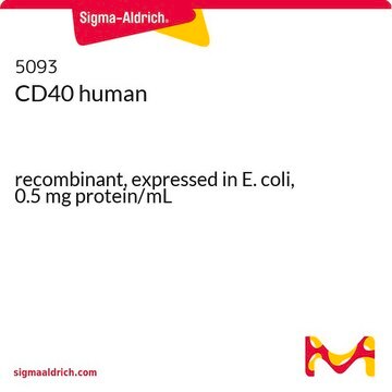 CD40 human recombinant, expressed in E. coli, 0.5&#160;mg protein/mL