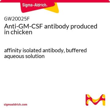 Anti-GM-CSF antibody produced in chicken affinity isolated antibody, buffered aqueous solution