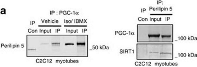 Anti-Sirt1(Sir2) Antibody Upstate&#174;, from rabbit