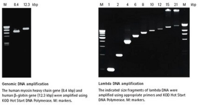 KOD Hot Start DNA Polymerase High fidelity DNA polymerase designed for accurate PCR amplification of long strand and GC- rich DNA templates for cloning and cDNA amplification applications.