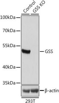 Anti-GSS antibody produced in rabbit