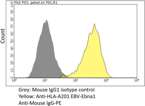 Anti-HLA-A02:01 EBV-EBNA1 Antibody, clone MAB13