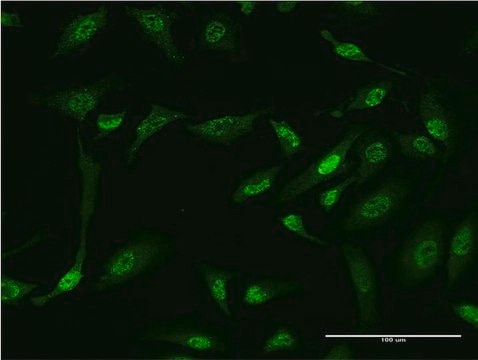 Monoclonal Anti-GLI1 antibody produced in mouse clone 3C8, purified immunoglobulin