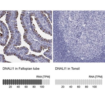 Anti-DNALI1 antibody produced in rabbit Prestige Antibodies&#174; Powered by Atlas Antibodies, affinity isolated antibody, buffered aqueous glycerol solution