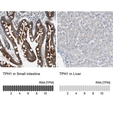 Anti-TPH1 antibody produced in rabbit Prestige Antibodies&#174; Powered by Atlas Antibodies, affinity isolated antibody, buffered aqueous glycerol solution