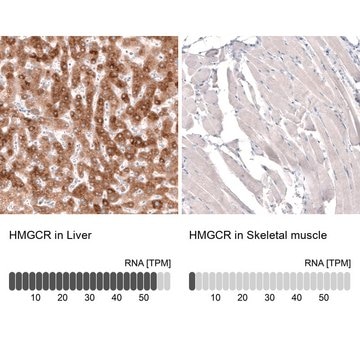 Monoclonal Anti-HMGCR antibody produced in mouse Prestige Antibodies&#174; Powered by Atlas Antibodies, clone CL0260, purified immunoglobulin, buffered aqueous glycerol solution