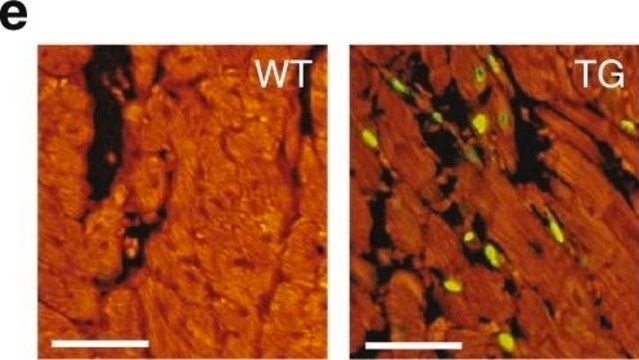 Monoclonal Anti-Actin (&#945;-Sarcomeric) antibody produced in mouse clone 5C5, ascites fluid