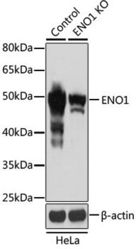 Anti-ENO1 antibody produced in rabbit