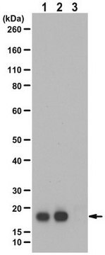 Anti-phospho Cofilin-1 Antibody (Ser3) from rabbit, purified by affinity chromatography