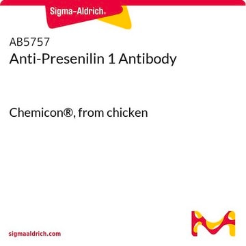 Anti-Presenilin 1 Antibody Chemicon&#174;, from chicken