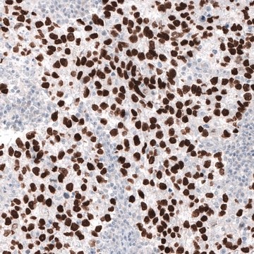 Monoclonal Anti-NANOG antibody produced in mouse Prestige Antibodies&#174; Powered by Atlas Antibodies, clone CL5803, purified immunoglobulin, buffered aqueous glycerol solution