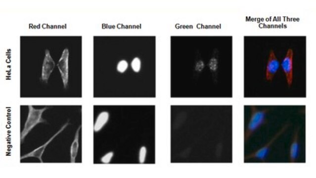 Anti-GATA-6 Antibody from rabbit, purified by affinity chromatography