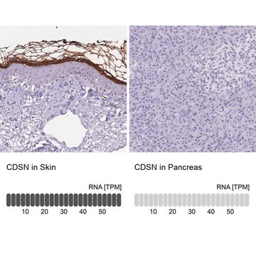 Anti-CDSN antibody produced in rabbit Prestige Antibodies&#174; Powered by Atlas Antibodies, affinity isolated antibody, buffered aqueous glycerol solution