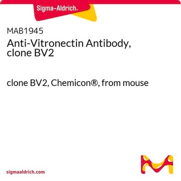 Anti-Vitronectin Antibody, clone BV2 clone BV2, Chemicon&#174;, from mouse