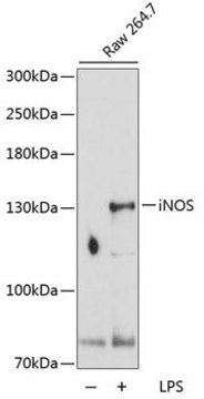 Anti-iNOS antibody produced in rabbit