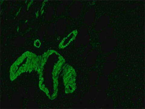 Anti-Mouse IgG (Fc specific)–FITC antibody produced in goat affinity isolated antibody, buffered aqueous solution