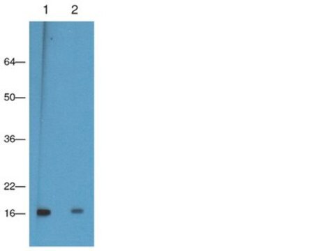 Anti-Trimethyl Histone H3(Lys9) Antibody, clone CMA308 clone CMA308, from mouse