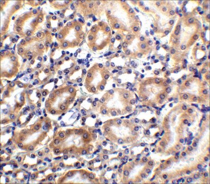 Anti-Slc22A17 antibody produced in rabbit affinity isolated antibody, buffered aqueous solution