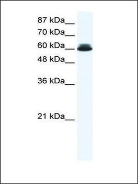 Anti-DDX27 antibody produced in rabbit IgG fraction of antiserum