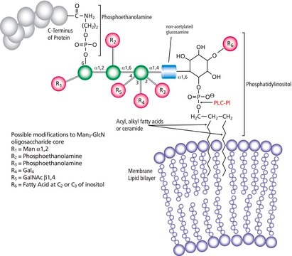 Phospholipase C, Phosphatidylinositol-specific from Bacillus cereus lyophilized powder, &#8805;1,000&#160;units/mg protein (Lowry)