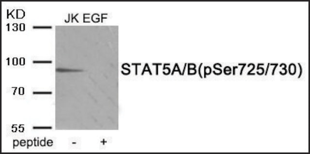 Anti-phospho-STAT5A/B (pSer725/730) antibody produced in rabbit affinity isolated antibody