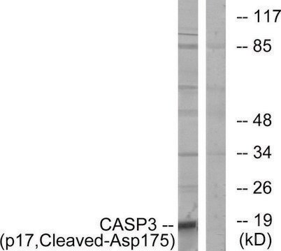 Anti-CASP3 (p17, Cleaved-Asp175) antibody produced in rabbit affinity isolated antibody