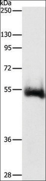 Anti-CHRM4 antibody produced in rabbit affinity isolated antibody